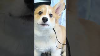 The Adorable Evolution of a Corgi