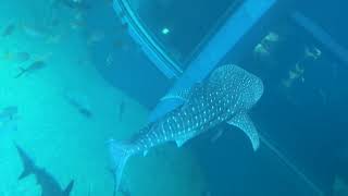 Osaka Aquarium - whale shark - 6 Dec 2024