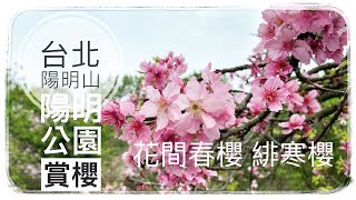 【台北陽明山】陽明山花季 陽明公園賞昭和櫻 墨染櫻 吉野櫻 緋寒櫻