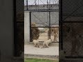 Cute Little Lion Cubs with Parents | Nouman Hassan |