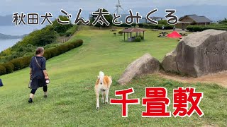 千畳敷いったよ　秋田犬【ゴン太】