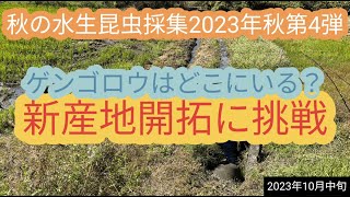 秋の水生昆虫採集2023第4弾　ゲンゴロウ新産地開拓