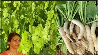 Lot of coriander and radish crops in the farm. /పోలం లో ముల్లంగి, కోత్తిమీర పంట....... 👍