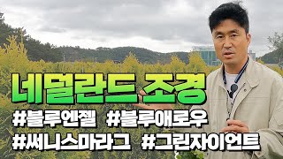 컨테이너 모듈 재배의 장점 여기 모아 놨습니다. 대림묘목농원의 가을묘목시장이 더욱 빛납니다. [블루엔젤 \u0026 블루애로우 \u0026 써니스마라그 \u0026 그린자이언트]