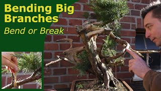 Bend big Juniper branches for bonsai!