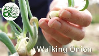 Walking Onions - Grow these in your veggie patch for a year round harvest