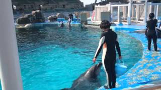 Alimentando os golfinhos #Aquáriodenagoya