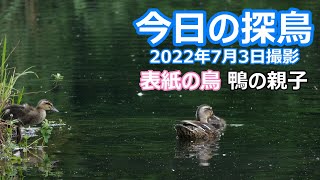 【今日の探鳥】この日も、鴨の親子を見に行く。2022年7月3日撮影。