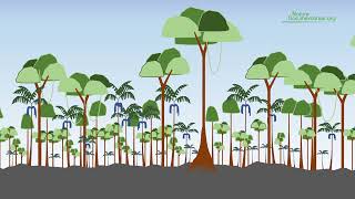 Treefall Gap Dynamics in Forested Ecosystems