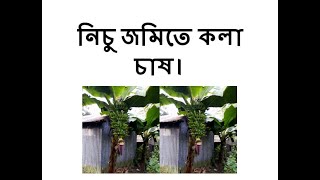 নিচু জমিতে কিভাবে কলার চাষ করা যায়। (পর্ব:০১)