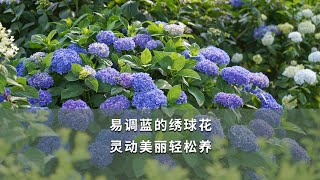 易调蓝的绣球花，灵动美丽轻松养