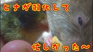 ラット達は散歩できない・・・雛ウズラかわええぇ～～！(ゆっくり実況音声あり)