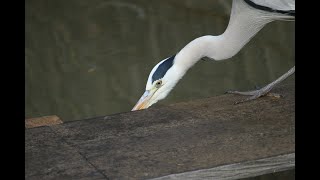 アオサギが獲物を獲物を狙っている。