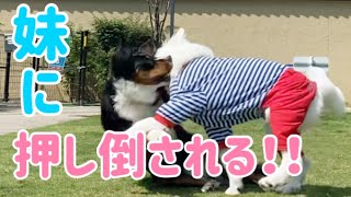 【多頭飼いの日常】お外では妹の方が強いには訳がある！【Bernese Mountain Dog】【Chihuahua】【Great Pyrenees】