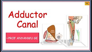 ADDUCTOR CANAL