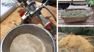 Growing Wheat On Your Homestead