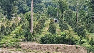 ขายสวนทุเรียนมีผลผลิตแล้ว 4 ไร่ ยก 2ล ภบท มีสระ บ้าน ไฟพร้อม เต็มแปลงสี่เหลี่ยมสวย จันทบุรี