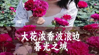 【惠惠的花园】大花浓香型月季-“暮光之城”带有独特的波浪边，株型矮小紧凑，抗性好，耐热皮实复花快。