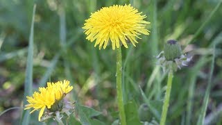 Sonchus Oleraceus plants (Dandelion)