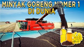 PROSES PERTANIAN MODERN TANAMAN CANOLA UNTUK MENGHASILKAN MINYAK GORENG YANG BERKUALITAS TINGGI