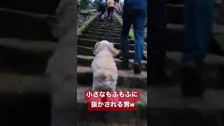 地獄の階段ダッシュ💨まさかのポムに負ける男が…w