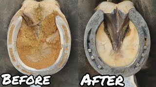 Restoring Hoof Health || Expert Cleaning & Shoeing for Happy Horses