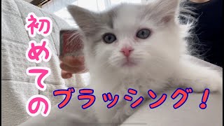 生後２ヶ月の子猫に初めてのブラッシング！！