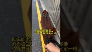 打不过，赶紧跑……金毛 怂狗