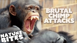 Most BRUTAL Chimp Attacks at the Zoo | Nature Bites