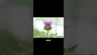 윤조열 선생님의 자연교실 - 뻐꾹채