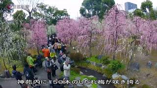 城南宮・神苑の梅（2019年3月1日　京都市伏見区）