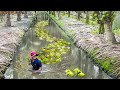 Genius Technique Farmers Found to Harvest Coconuts in Thailand