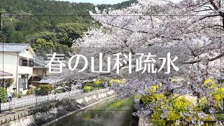 京都市山科区の暮らし／安朱／山科駅から北へ約10分の桜の名所