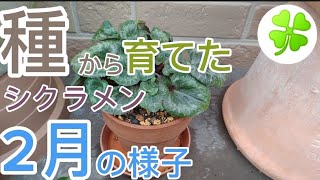 種から育てたシクラメン　2月の様子