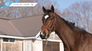 82.ジョウノカーラの20【2021年度第1回追加募集馬】