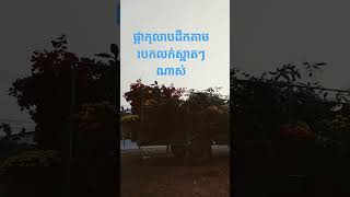 ជិតចូលឆ្នាំចិនហើយបងប្អូនទិញការកុលាបដាក់លំអល់ផ្ទះ #cambodia