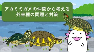 アカミミガメの仲間から考える外来種問題　問題を軽くするためにできることを考えてみました‼︎