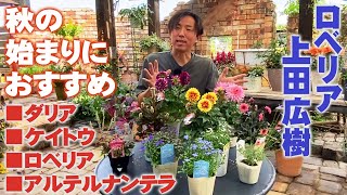 【秋のガーデニング】ロベリア上田広樹のおすすめ植物 ①花編【宿根草一年草】