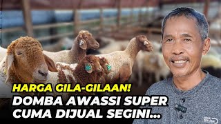 Review Harga Domba Awassi F1 dan F2 Dijual Murah | @AGROTV9