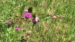 アポロ / Parnassius apollo (Apollo) \u0026...  Tasch テッシュ　2017/07/06 Butterfly of Swiss