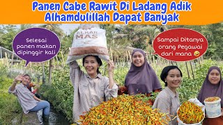 Bantu Adik Bungsu Panen Cabe Diladangnya