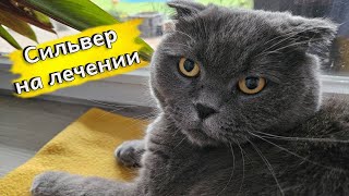 Сильвер на лечении / Проблемы со здоровьем у Британских котов