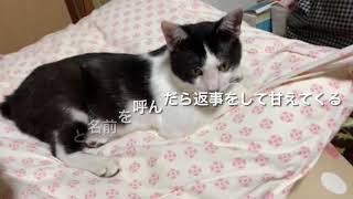 クッキーと名前を呼んだら返事をして甘えてくる猫