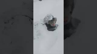 Bhotiya Dog Sleeping in Snow #bhotiyadog #viralvideo #trending