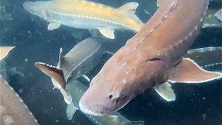 White Sturgeon Tank in Slow Motion