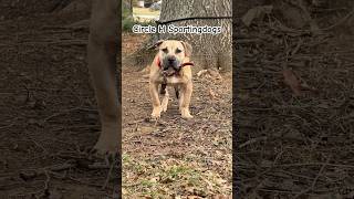 Circle H Cheesesteak (FatBoy-Crybaby by Rider). 6 month old male #puppy . #apbt #huntingdog #dog