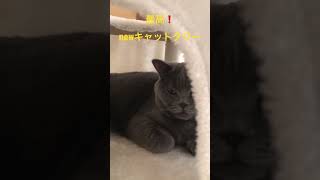 新しいキャットタワーは、大人気❗️