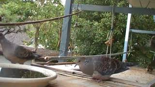 食事中に突然求愛するキジバトのキジ君 Mr.Turty the Turtledove suddenly courts while eating