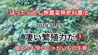 無農薬無肥料で管理しないでじゃがいもをつくりました