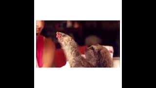Cute baby sloth proposing ❤️
